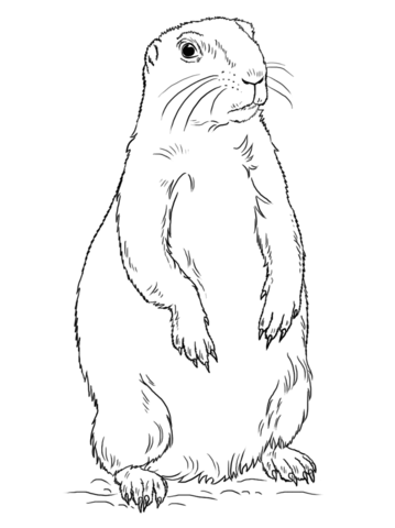 Prairie Dog Standing Coloring Page